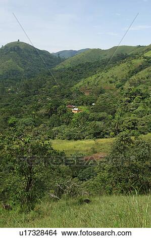 green, wilderness, dense, dense growth, natural, outdoors View Large Photo Image Picture - green, wilderness, dense, dense growth, natural, outdoors. Fotosearch