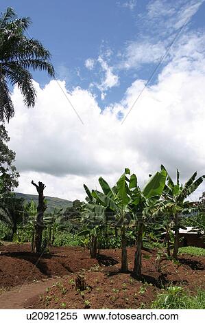 Stock Photography - green, wilderness, dense, dense growth, natural, outdoors. Fotosearch