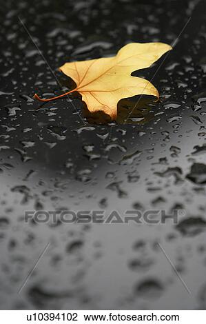 leave, dry, dew, drops, moisture, wet View Large Photo Image Stock Image - leave, dry, dew, drops, moisture, wet. Fotosearch