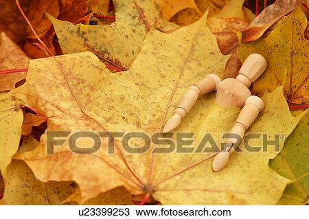 Stock Image - Maple, Maple leaves, fallen, leaves, autumn, autumn leaves. Fotosearch