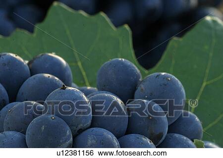Stock Photograph - natural, fruit, grapes, wine grapes, purple, ripe. Fotosearch