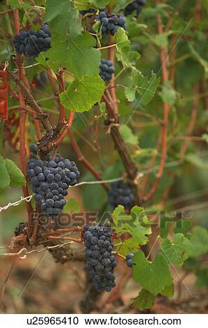 Stock Image - outdoor, nature, natural, environment, climate, condition. Fotosearch