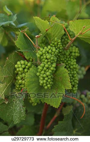 Stock Image - outdoor, nature, natural, environment, climate, condition. Fotosearch