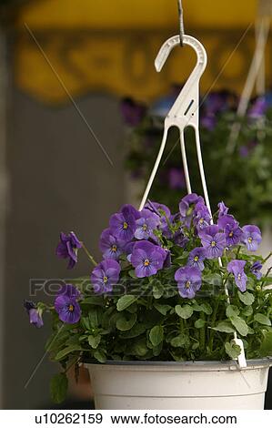 Stock Photo - outdoors, natural, blooms, budding, blossoms, flower. Fotosearch