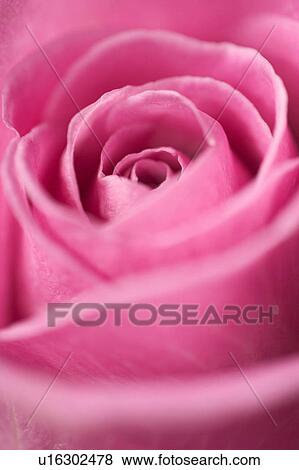 petal, blossom, flora, nature, natural, grow View Large Photo Image Stock Photo - petal, blossom, flora, nature, natural, grow. Fotosearch