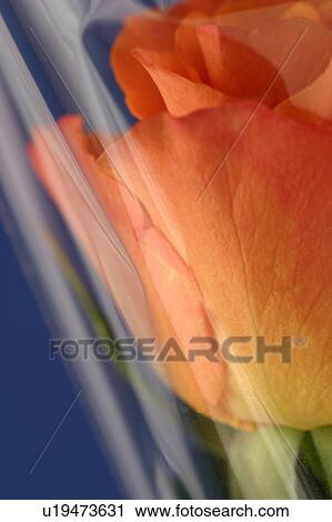 petal, blossom, flower, flora, plant, nature View Large Photo Image Stock Image - petal, blossom, flower, flora, plant, nature. Fotosearch