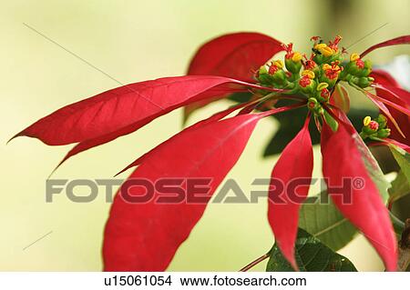 Picture - plant, plant life, flora, growth, green, environment. Fotosearch