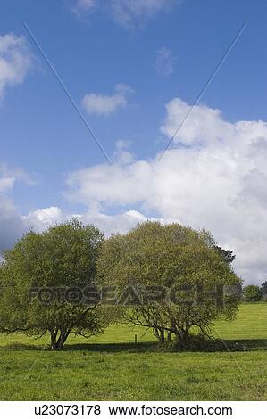 Stock Photo - vista, view, landscape, forest, dense, nature. Fotosearch