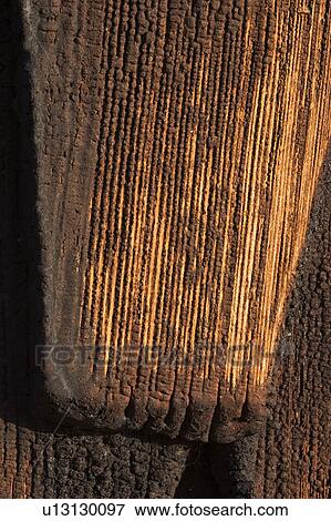 wood, arrangement, pattern, raw raw material, material, wooden View Large Photo Image Stock Photo - wood, arrangement, pattern, raw raw material, material, wooden. Fotosearch