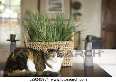 Picture - Detail of a cat resting on a wooden end table. Fotosearch