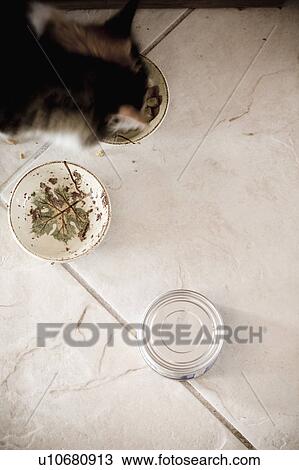 Detail of cat with food dishes and a can of cat food View Large Photo Image Stock Image - Detail of cat with food dishes and a can of cat food. Fotosearch