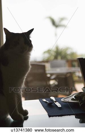Silhouette of a cat sitting on a glass dining table View Large Photo Image Stock Image - Silhouette of a cat sitting on a glass dining table. Fotosearch
