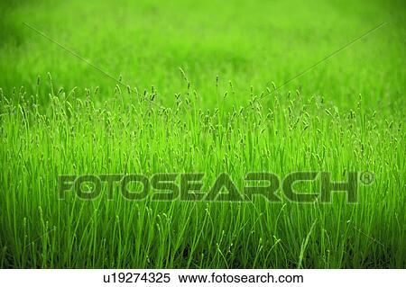 Stock Photography - Bud of Lavender, Lavender Field in Furano, Hokkaido, Japan. Fotosearch