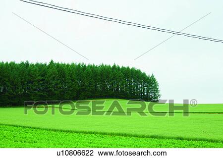 Field in Biei, Hokkaido, Japan View Large Photo Image Stock Image - Field in Biei, Hokkaido, Japan. Fotosearch