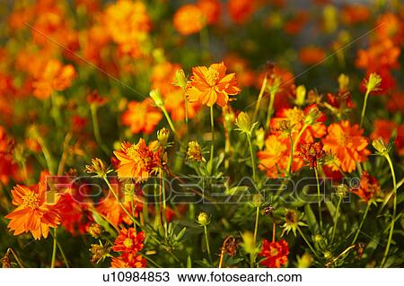 Field of Wild Flowers View Large Photo Image Stock Image - Field of Wild Flowers. Fotosearch
