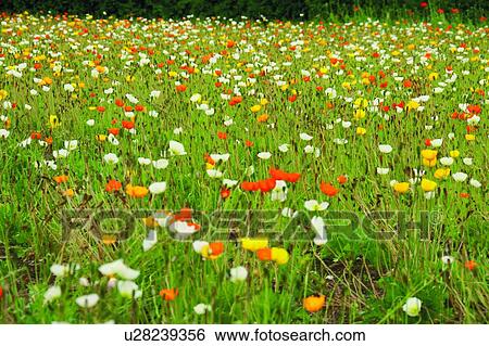 Garden in spring colors, Farm Tomita, Furano, Hokkaido, Japan View Large Photo Image Stock Photograph - Garden in spring colors, Farm Tomita, Furano, Hokkaido, Japan. Fotosearch