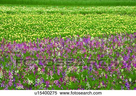 Stock Photography - Garden in spring colors, Farm Tomita, Furano, Hokkaido, Japan. Fotosearch