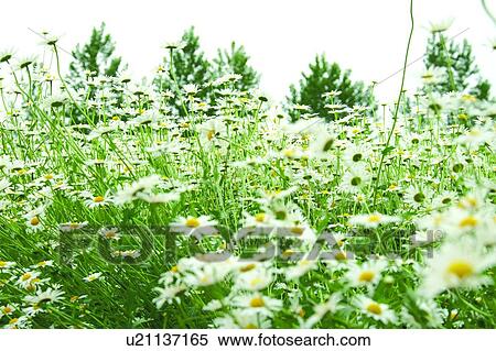 Garden in spring colors, Farm Tomita, Furano, Hokkaido, Japan View Large Photo Image Stock Photography - Garden in spring colors, Farm Tomita, Furano, Hokkaido, Japan. Fotosearch