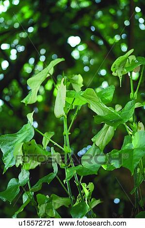 Green leaves, Full frame View Large Photo Image Stock Image - Green leaves, Full frame. Fotosearch