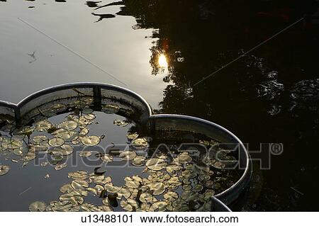 Pond at Yu Yuan Garden, Shanghai, China View Large Photo Image Stock Image - Pond at Yu Yuan Garden, Shanghai, China. Fotosearch
