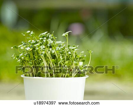 Stock Photo - Potted sprouts. Fotosearch