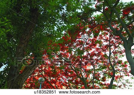 Stock Image - Red and green leaves, full frame. Fotosearch