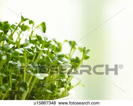 Stock Photo - Salad sprouts, close-up. Fotosearch
