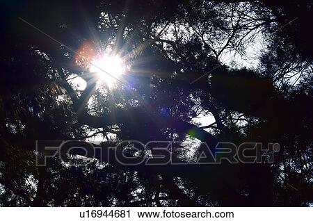 Sun shining through tree View Large Photo Image Stock Image - Sun shining through tree. Fotosearch