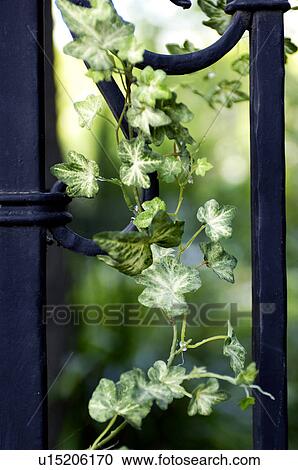 Stock Image - Door with ivy. Fotosearch