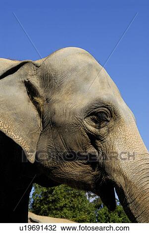 Stock Image - Elephant. Fotosearch