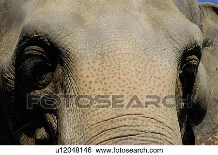 Elephant View Large Photo Image Stock Photograph - Elephant. Fotosearch