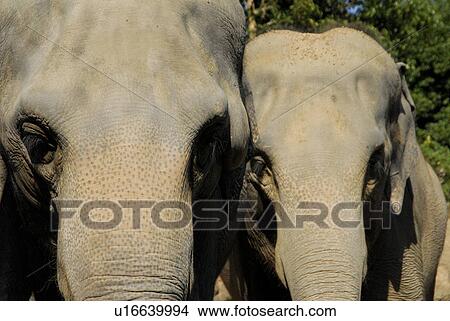 Elephants View Large Photo Image Picture - Elephants. Fotosearch