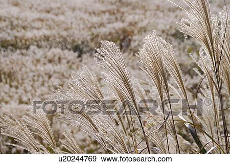 Japanese pampas grass View Large Photo Image Stock Photo - Japanese pampas grass. Fotosearch