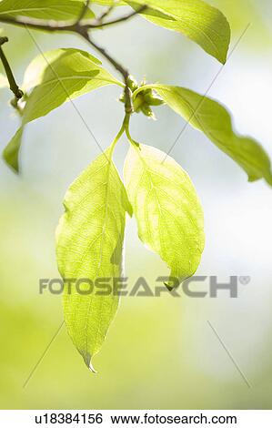 Leaves View Large Photo Image Stock Photograph - Leaves. Fotosearch