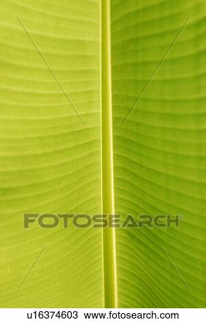 Subtropical plant View Large Photo Image Stock Image - Subtropical plant. Fotosearch