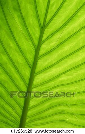 Subtropical plant View Large Photo Image Stock Photo - Subtropical plant. Fotosearch