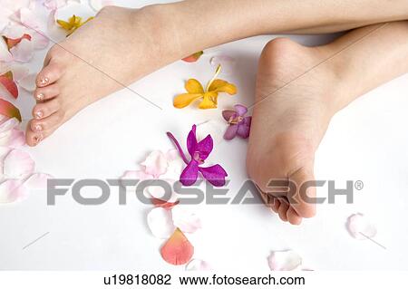 Woman's feet and flower petals View Large Photo Image Stock Image - Woman's feet and flower petals. Fotosearch