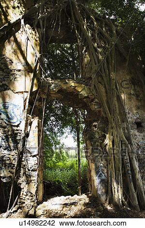Close up of doorway overgrown with vines of dilapidated structure View Large Photo Image Stock Image - Close up of doorway overgrown with vines of dilapidated structure. Fotosearch
