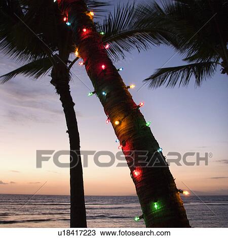 Stock Image - Colored lights around trunk of palm tree at beach at sunset. Fotosearch