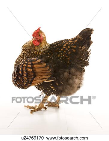 Stock Image - Golden laced wyandotte chicken. Fotosearch