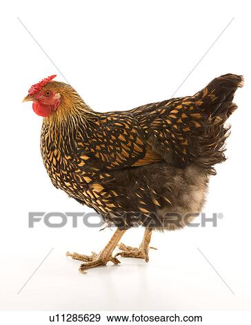 Golden Laced Wyandotte chicken View Large Photo Image Stock Photo - Golden Laced Wyandotte chicken. Fotosearch