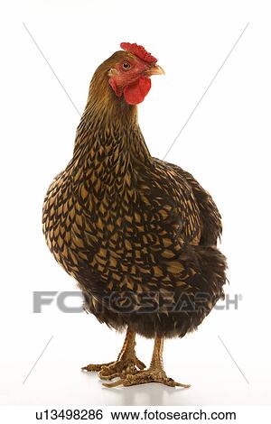 Golden Laced Wyandotte chicken View Large Photo Image Stock Photograph - Golden Laced Wyandotte chicken. Fotosearch