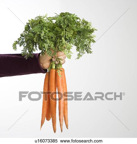 Hand holding bunch of fresh carrots View Large Photo Image Stock Photography - Hand holding bunch of fresh carrots. Fotosearch