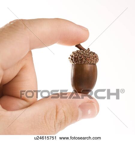 Hand holding up single acorn between two fingers View Large Photo Image Stock Image - Hand holding up single acorn between two fingers. Fotosearch