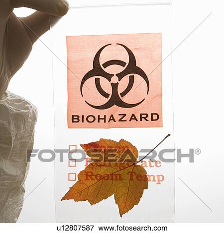 Hand wearing rubber glove holding plastic biohazard bag containing orange maple leaf View Large Photo Image Stock Photo - Hand wearing rubber glove holding plastic biohazard bag containing orange maple leaf. Fotosearch