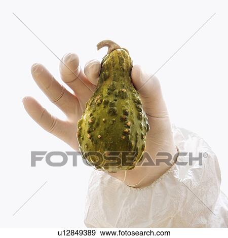 Stock Photo - Hand wearing white rubber glove holding green textured gourd.. Fotosearch