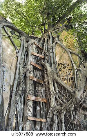 Ladder intertwined with Banyan tree View Large Photo Image Stock Photo - Ladder intertwined with Banyan tree . Fotosearch