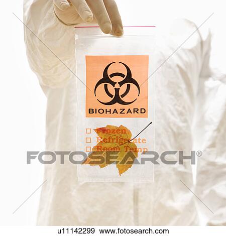 Man in biohazard suit and rubber gloves holding plastic biohazard bag containing orange Maple leaf View Large Photo Image Stock Photo - Man in biohazard suit and rubber gloves holding plastic biohazard bag containing orange Maple leaf. Fotosearch