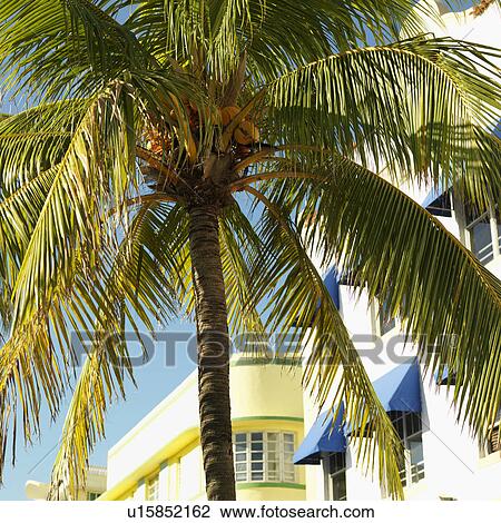 Stock Image - Palm tree and buildings in art deco district of Miami, Florida, USA.. Fotosearch