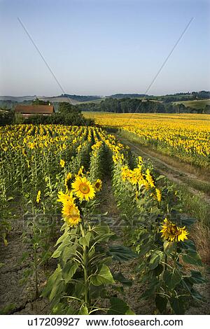 Rows of sunflowers growing in fields with barn and countryside in background in Tuscany, Italy View Large Photo Image Stock Photo - Rows of sunflowers growing in fields with barn and countryside in background in Tuscany, Italy. Fotosearch